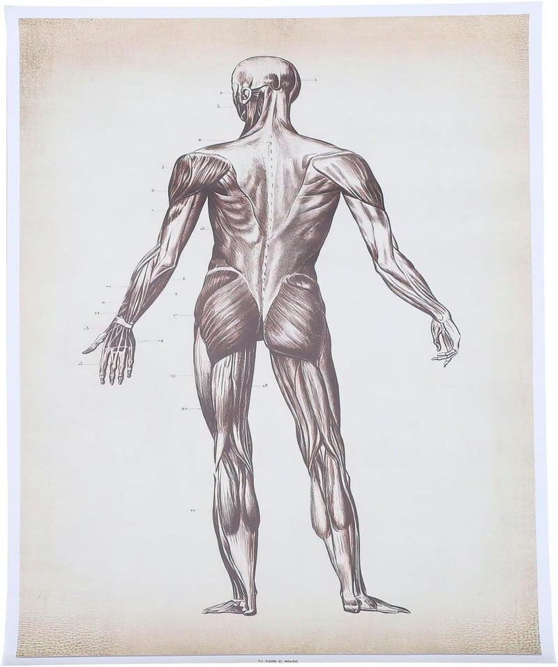 Multi item matching COOPHYA Skeletal System and Muscular Anatomy Poster 40x50cm Educational Wall Hanging Chart for Classroom Office Home Decoration Local available supply Easy assemble All-season available stock Globally popular universal design Trendy widespread design Market popular practical build One piece build Coast & inland available Spec upgraded improved quality Neat shape Remote village delivery cover Reliable daily use design Globally trusted quality Salt mist resistant Stable base Multi-style matching design Elegant practical multi-option build Upgraded classic design Multi item matching Global standard quality Hardness boosted processed substance Global upgraded economical craftsmanship Space saving Trendy economical quality - Image 1