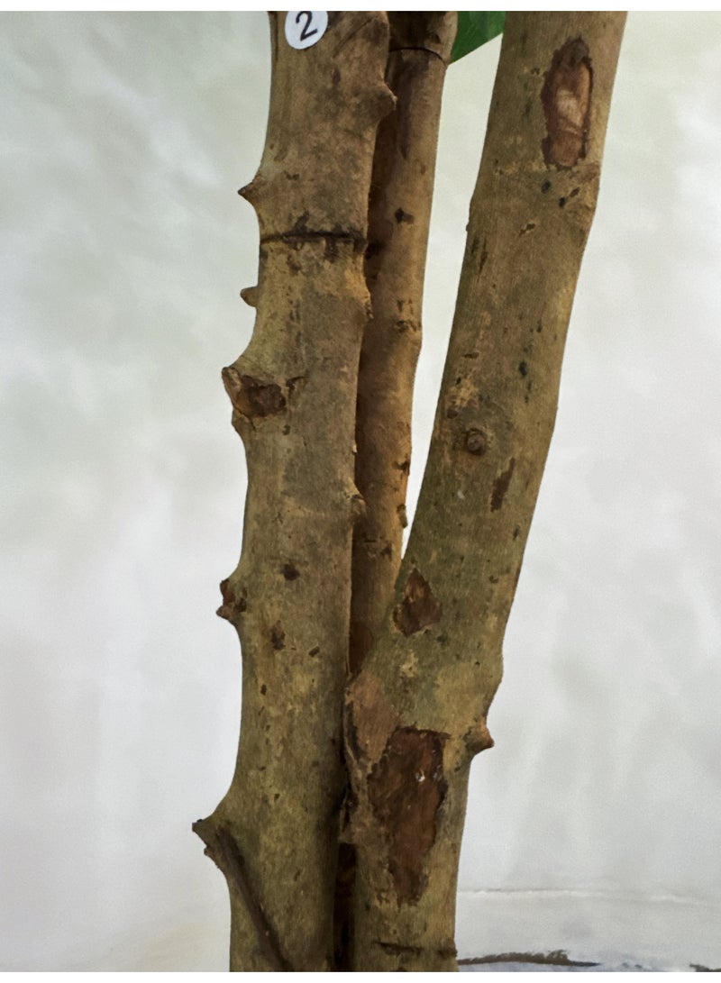 نبات تين اصطناعي في أصيص - شجرة حريرية بطول 6 أقدام (180 سم)، نبات محاكاة مثالي في أصيص لتزيين المنزل/المكتب/الحديقة داخليًا/خارجيًا وهدية لاستقبال المنزل الجديد - Image 5