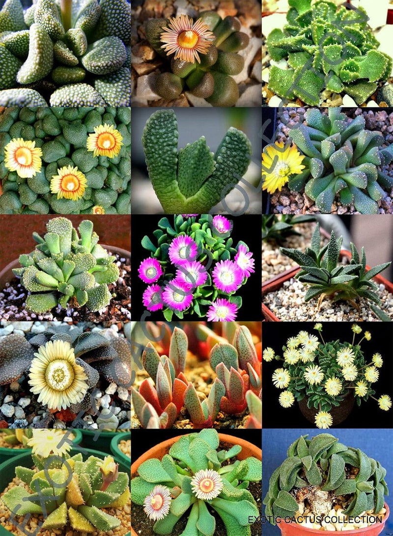 GGOOT Color Aloinopsis Mix (PKD) Exotic Flowering Succulent Mesemb Living Stone 50 Seeds