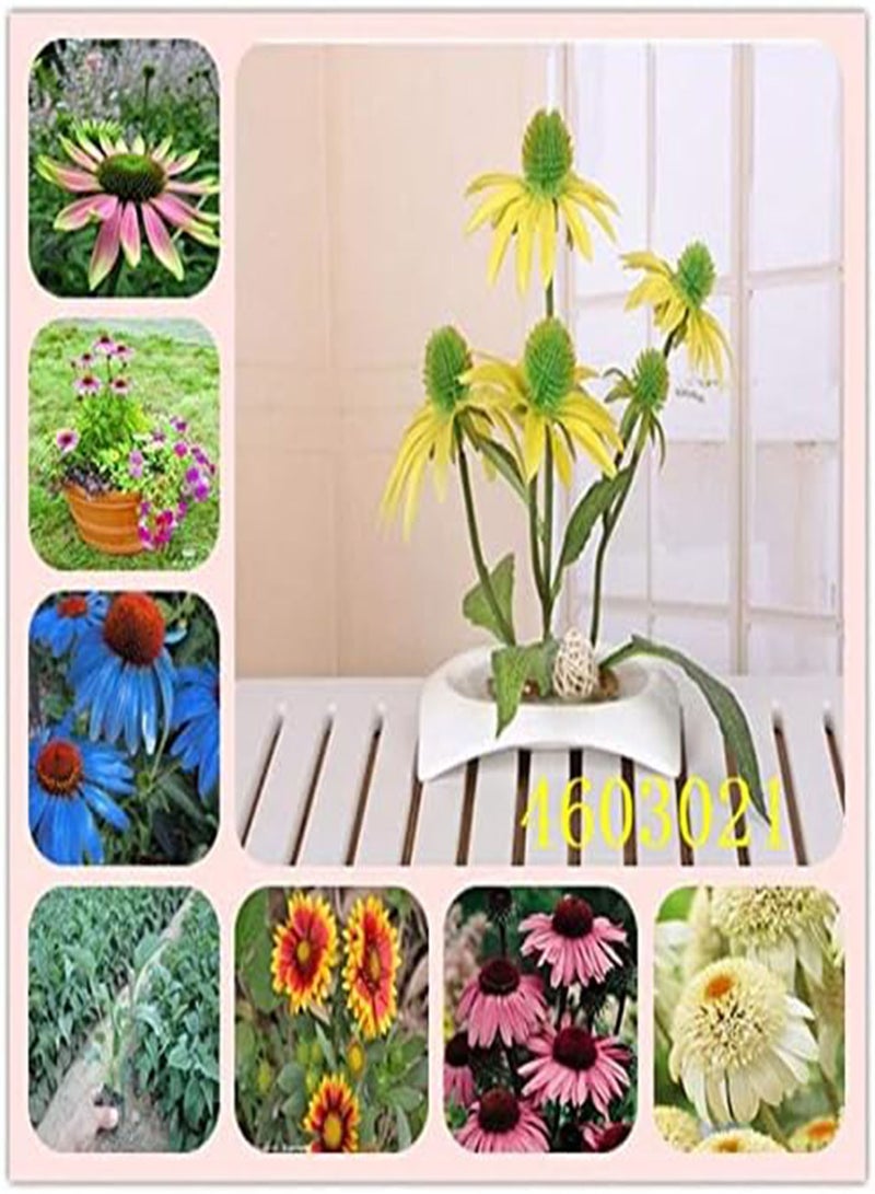 seeds New 100 PCS Echinacea Coneflower Flower seeds for Gardening Pink Green