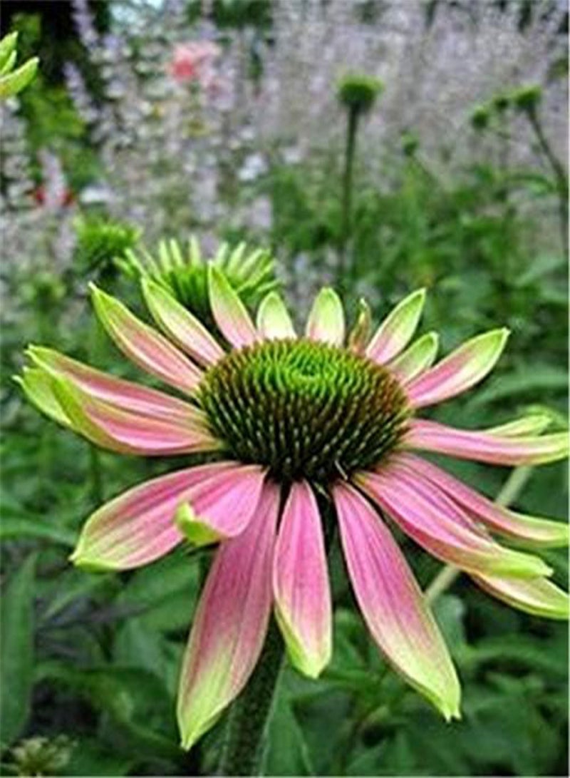 seeds New 100 PCS Echinacea Coneflower Flower seeds for Gardening Pink Green