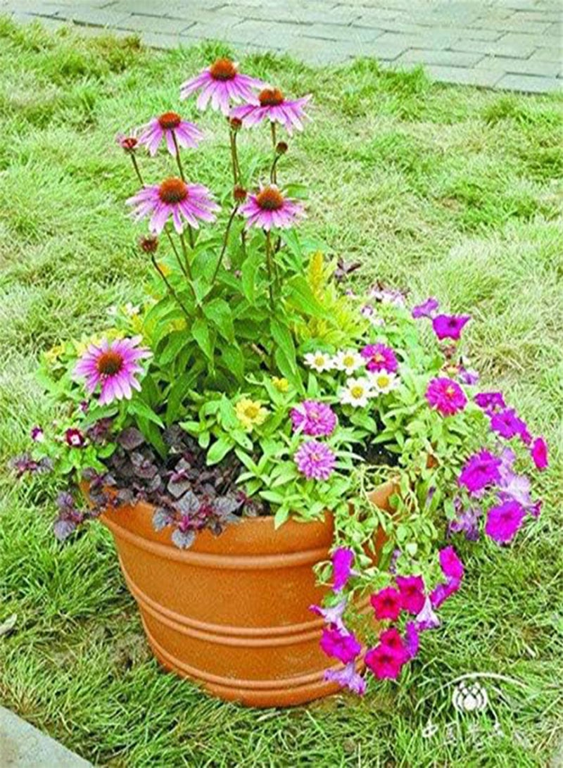seeds New 100 PCS Echinacea Coneflower Flower seeds for Gardening Pink Green