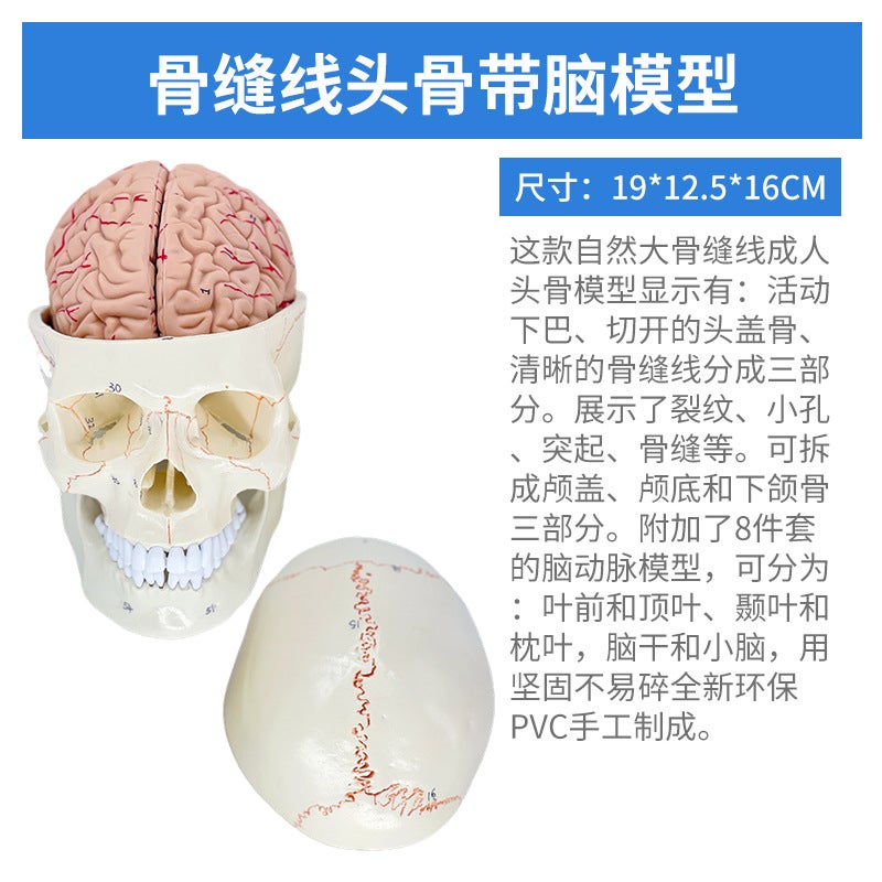 1 To 1 Head Human Skull Natural Large Adult Skull Teaching Medical Beauty Skull Skull Skull Model - Image 1