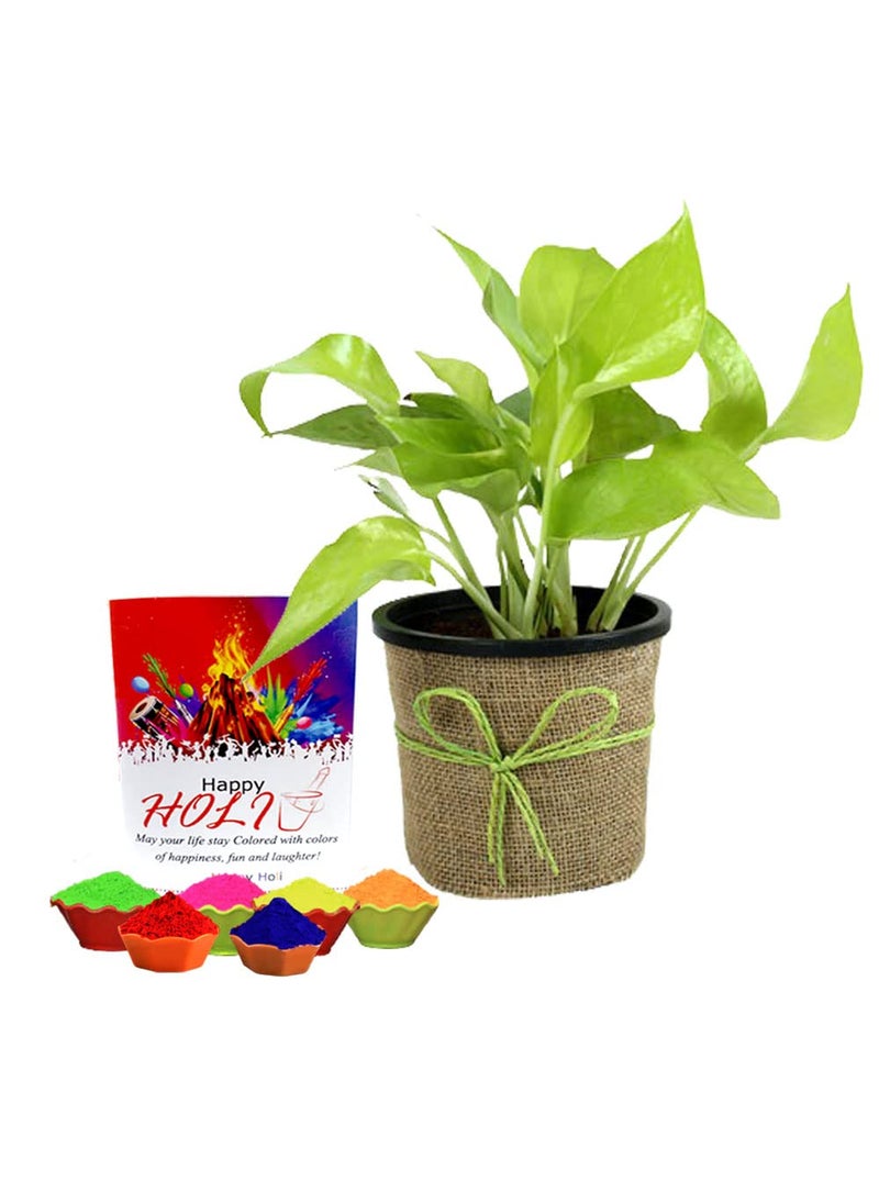 EG2I EG2i Money Plant woith Gulal 