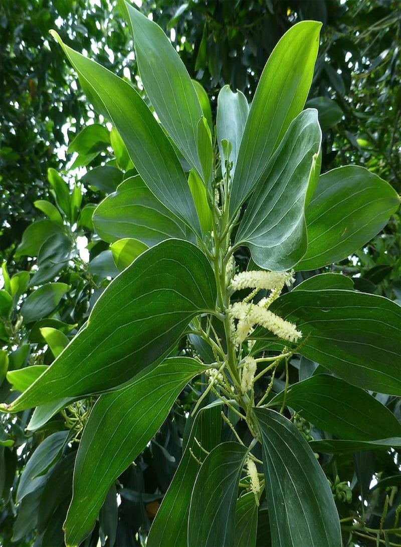 GGOOT 10 Seeds Acacia Mangium Seed,Black Wattle,Hickory Wattle, Forest Mangrove Tall Deciduous Tree Striking Landscaping Plant Low-Maintenance - Image 2