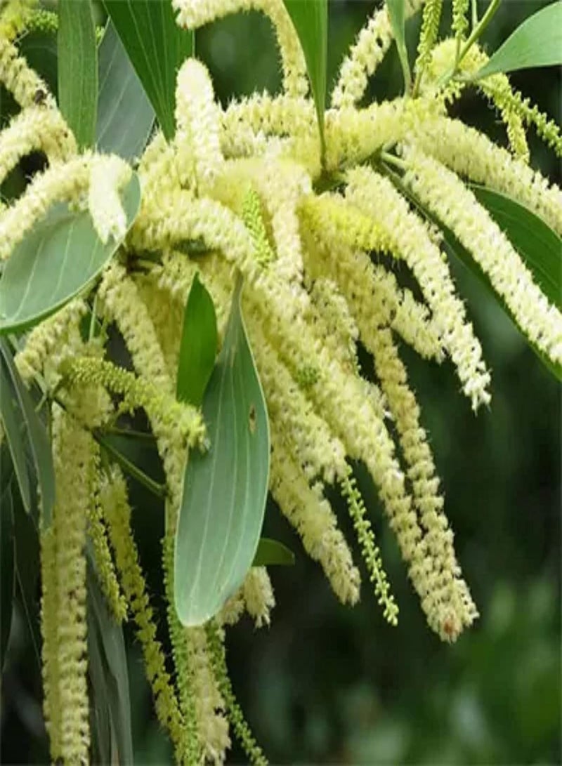 GGOOT 10 Seeds Acacia Mangium Seed,Black Wattle,Hickory Wattle, Forest Mangrove Tall Deciduous Tree Striking Landscaping Plant Low-Maintenance - Image 4