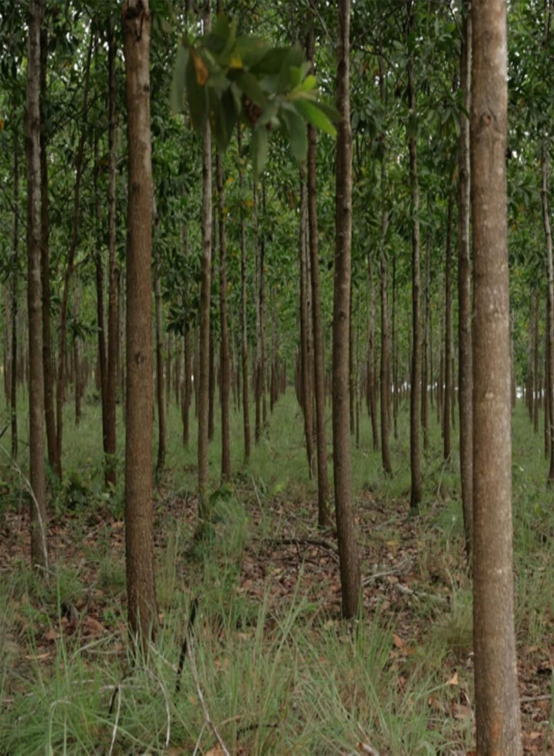 GGOOT 10 Seeds Acacia Mangium Seed,Black Wattle,Hickory Wattle, Forest Mangrove Tall Deciduous Tree Striking Landscaping Plant Low-Maintenance - Image 5