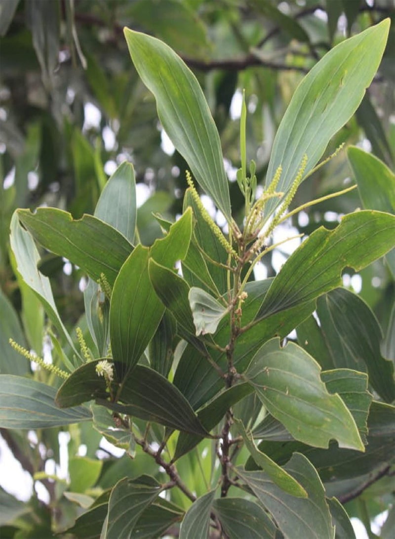 GGOOT 10 Seeds Acacia Mangium Seed,Black Wattle,Hickory Wattle, Forest Mangrove Tall Deciduous Tree Striking Landscaping Plant Low-Maintenance - Image 3