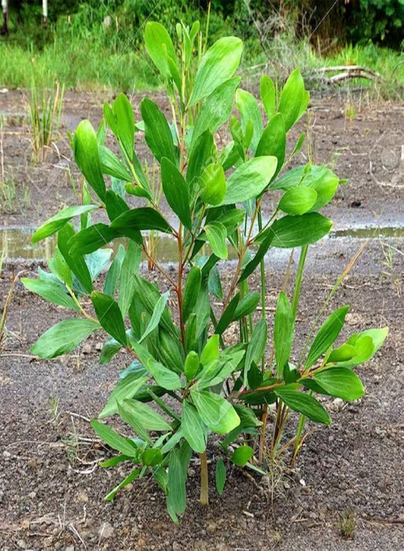 GGOOT 10 Seeds Acacia Mangium Seed,Black Wattle,Hickory Wattle, Forest Mangrove Tall Deciduous Tree Striking Landscaping Plant Low-Maintenance - Image 1