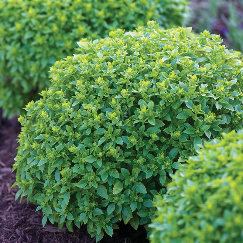 Burpee 67105A Boxwood Basil Seeds - Image 1
