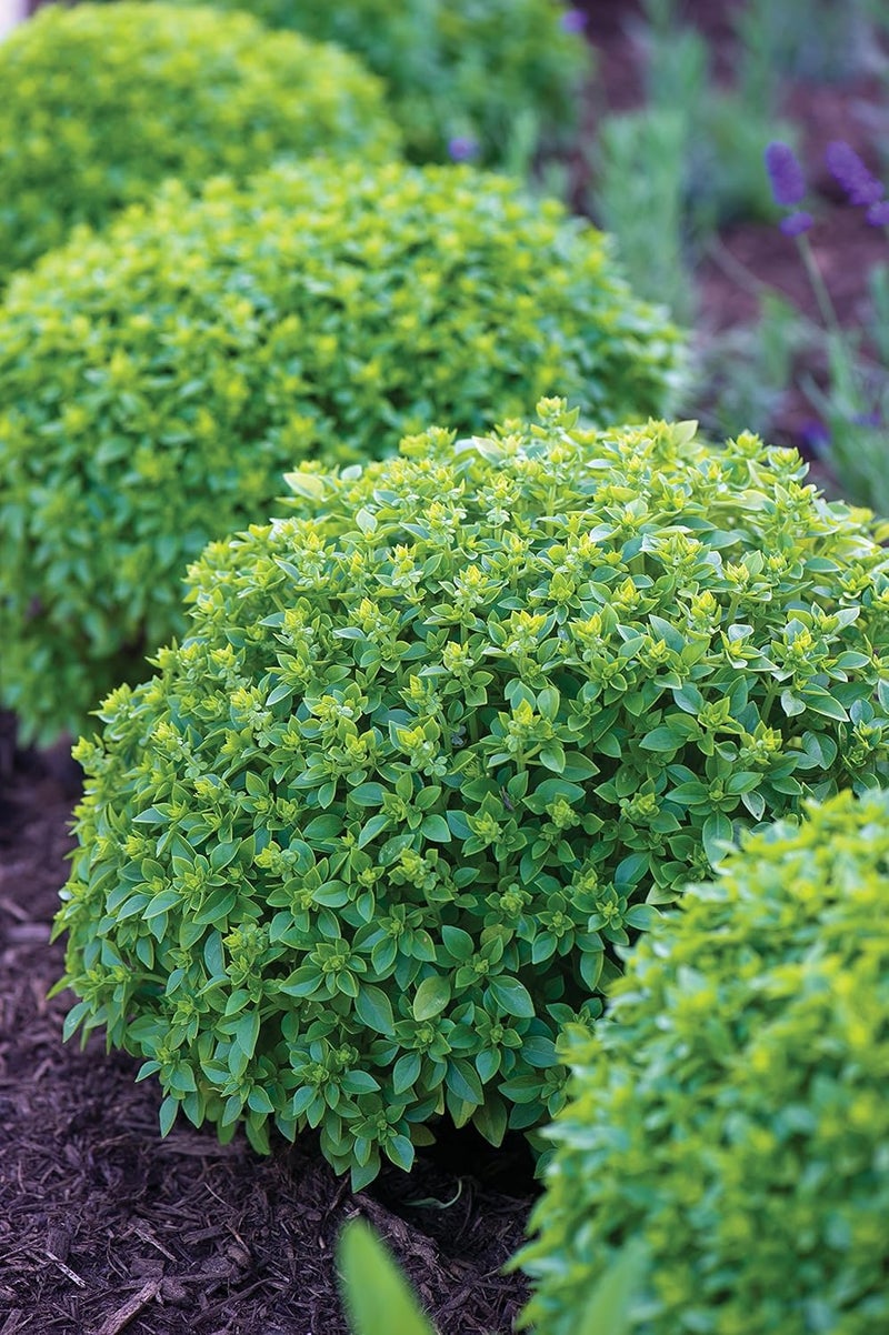 Burpee 67105A Boxwood Basil Seeds - Image 2