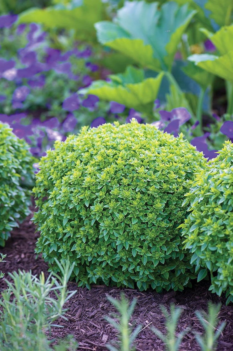 Burpee 67105A Boxwood Basil Seeds - Image 3