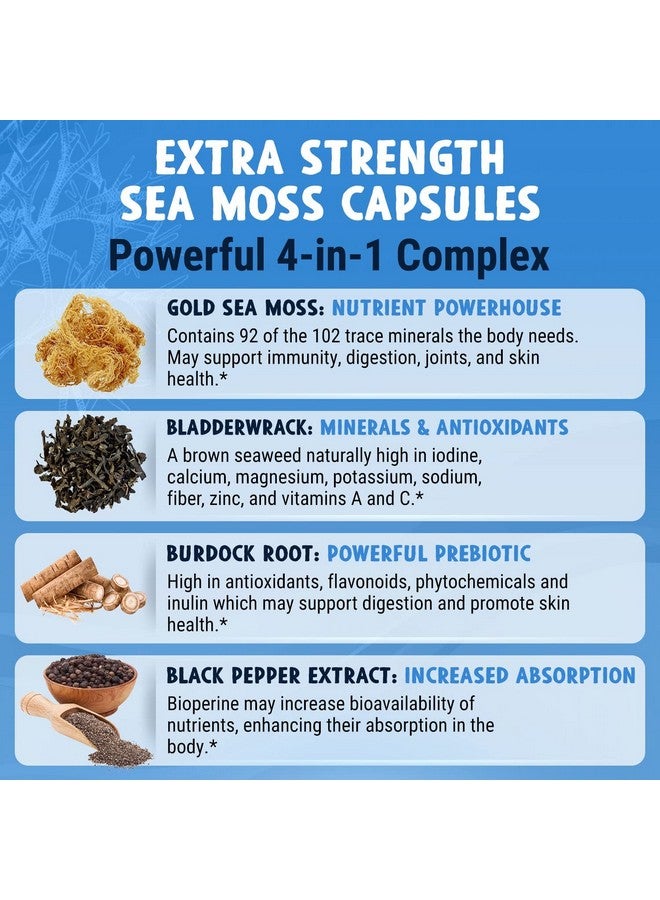 Maju Superfoods MAJU 4-in-1 Organic Sea Moss Capsules, Wild Chondrus Crispus, Seamoss w/Bladderwrack + Burdock Root, Stronger Than Gel, Irish, Sebi Inspired Raw Powder in Pills, 500 mg Capsule (60 ct) - Image 1