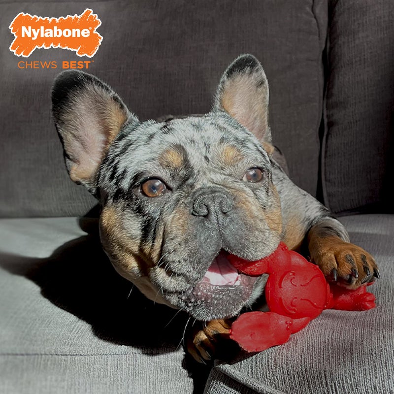 Nylabone Lobster Power Chew Toy for Dogs, Dog Toys for Aggressive Chewers, Filet Mignon Flavor, Small Dogs - Up to 25 Ibs, 1 Count - Image 3