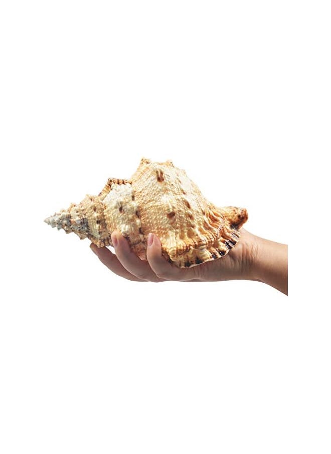 The Bros Large Natural Sea Shells, Murex Ramosus shells, Huge Ocean Conch 18-20 cm Jumbo Seashells Perfect for Wedding Decor Beach Theme Party, Home Decorations,DIY Crafts, Fish Tank and Shell Collectors (5)  - Image 2