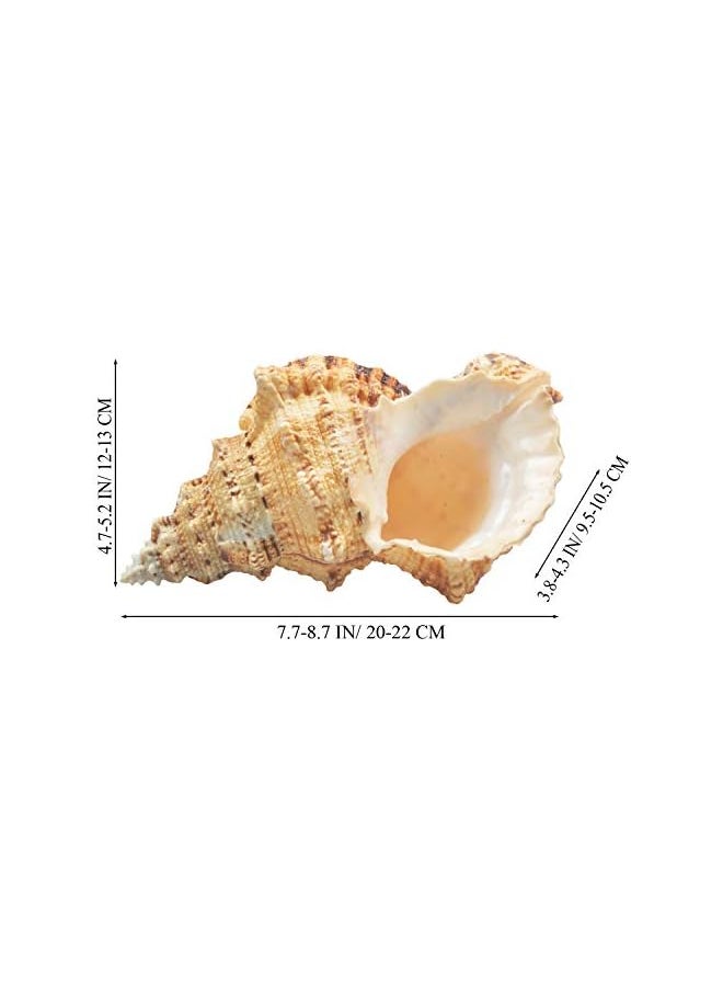 The Bros Large Natural Sea Shells, Murex Ramosus shells, Huge Ocean Conch 18-20 cm Jumbo Seashells Perfect for Wedding Decor Beach Theme Party, Home Decorations,DIY Crafts, Fish Tank and Shell Collectors (5)  - Image 3