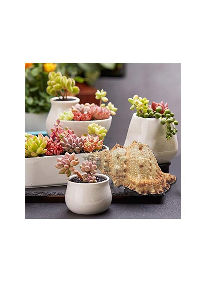 The Bros Large Natural Sea Shells, Murex Ramosus shells, Huge Ocean Conch 18-20 cm Jumbo Seashells Perfect for Wedding Decor Beach Theme Party, Home Decorations,DIY Crafts, Fish Tank and Shell Collectors (5)  - Image 5