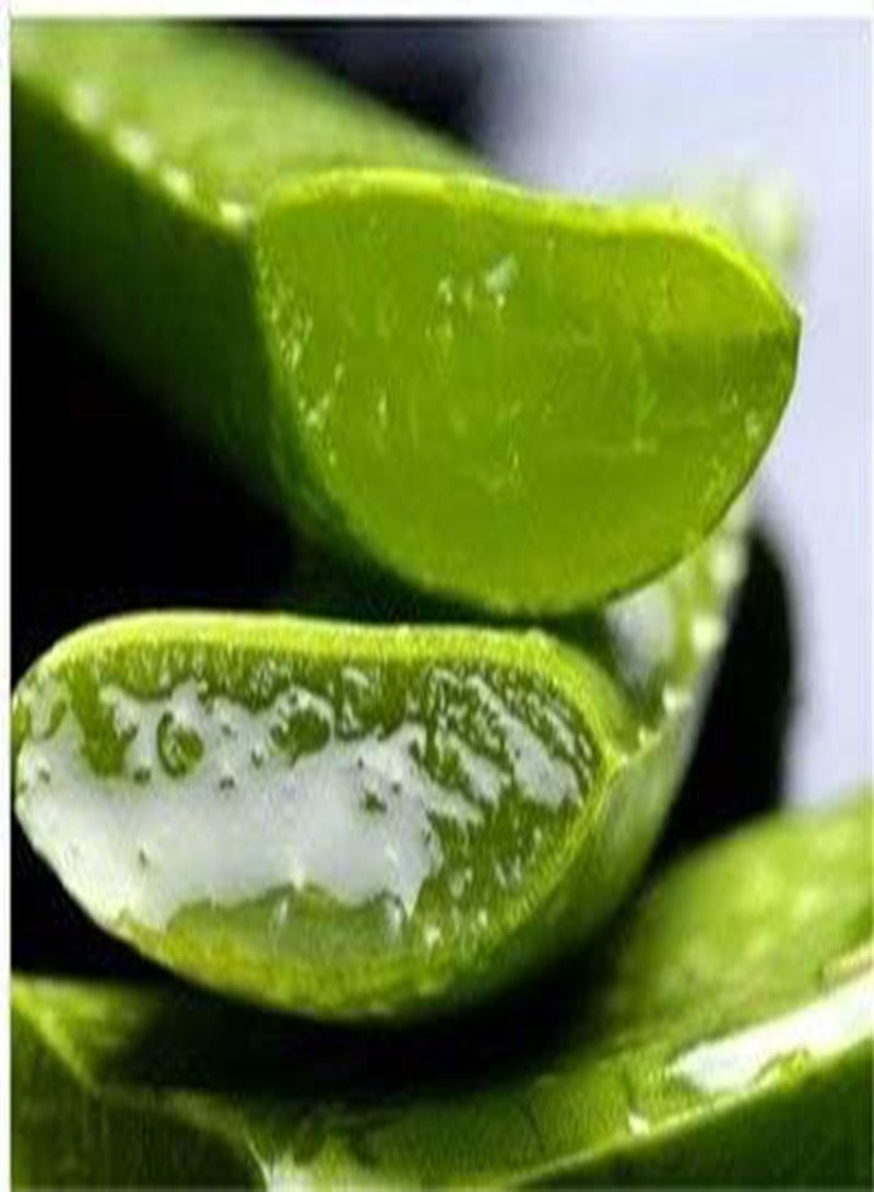 GGOOT seeds Fresh 50 Pcs Aloe Vera Plant Seed for Planting Green 1  - Image 1