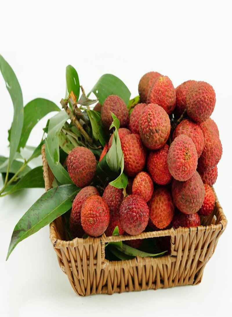 جي جوت 5 قطع من حبيبات الليتشي فواكه نادرة طوال العام، تم تكييفها بشكل قوي في مزرعة البستنة الداخلية المفضلة، مما يجعلها سهلة الاستخدام لاستخدام حبيبات الليتشي. - Image 3