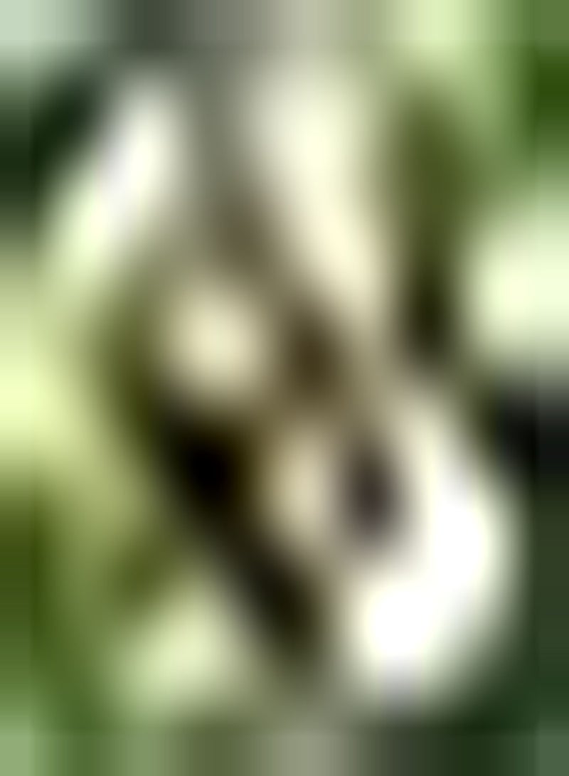 جي جوت 5 قطع من حبيبات الليتشي فواكه نادرة طوال العام، تم تكييفها بشكل قوي في مزرعة البستنة الداخلية المفضلة، مما يجعلها سهلة الاستخدام لاستخدام حبيبات الليتشي. - Image 1