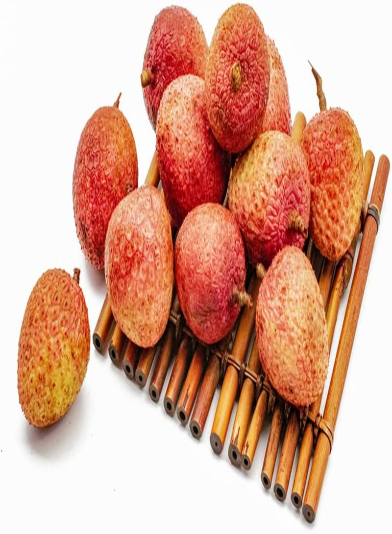 جي جوت 5 قطع من حبيبات الليتشي فواكه نادرة طوال العام، تم تكييفها بشكل قوي في مزرعة البستنة الداخلية المفضلة، مما يجعلها سهلة الاستخدام لاستخدام حبيبات الليتشي. - Image 2