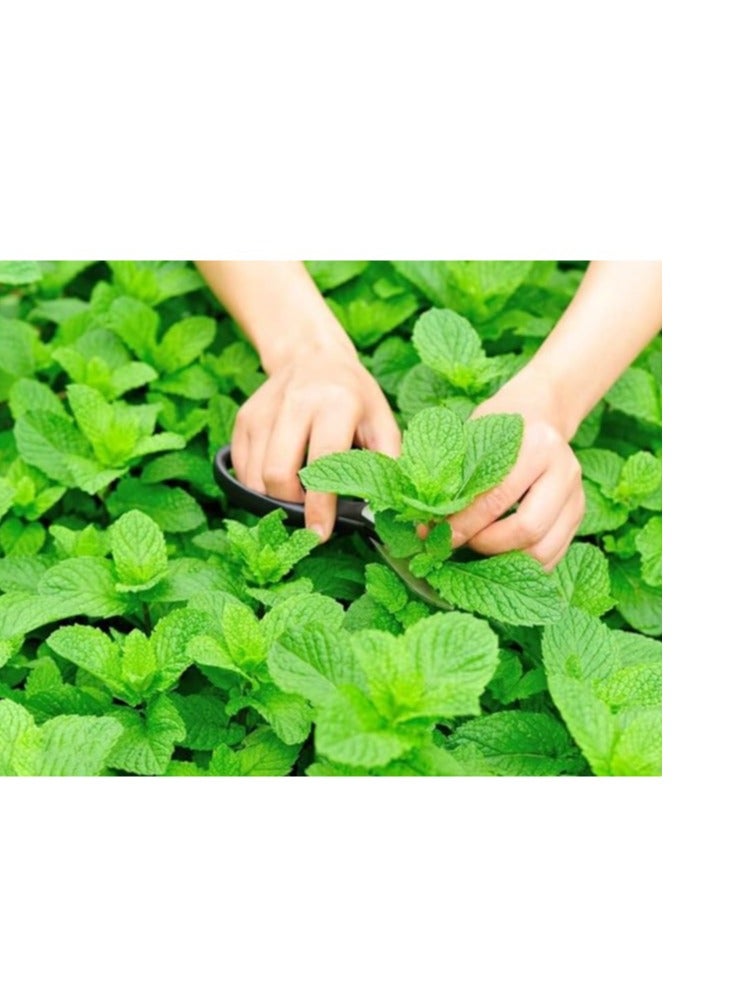 vsell24 10G Mint Seeds For Planting Grow Mint At Home NON-GMO Garden Seeds With 98% Cleaness, 95% Purity, 85% Germination Rate 3 Pack - Image 1