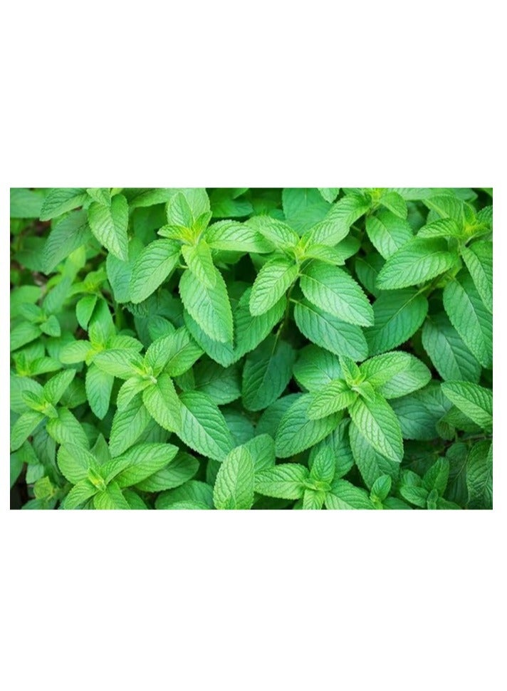 vsell24 10G Mint Seeds For Planting Grow Mint At Home NON-GMO Garden Seeds With 98% Cleaness, 95% Purity, 85% Germination Rate 3 Pack - Image 2