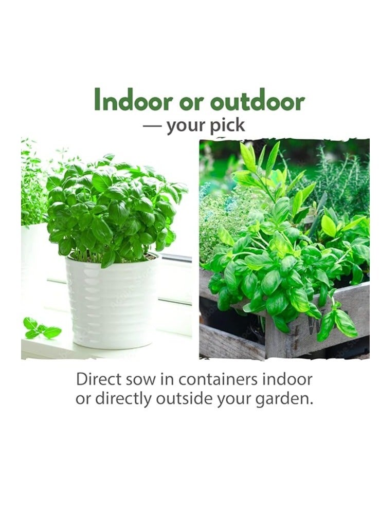 vsell24 10G Mint Seeds For Planting Grow Mint At Home NON-GMO Garden Seeds With 98% Cleaness, 95% Purity, 85% Germination Rate 3 Pack - Image 3