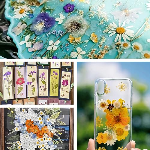 Buzidao Dried Pressed Flowers, 80Pcs Real Natural Pressed Flowers Bulk for Resin Nail Art Scrapbooking Candle Jewelry Making DIY Crafts Real Dried Pressed Flowers Resin Supplies Kit (Multi Color-2) - Image 4