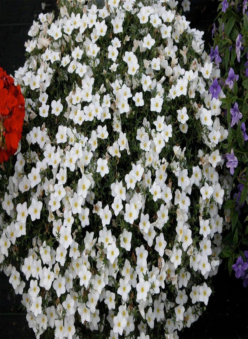 GGOOT CUPFLOWER - 650 Seeds - White Robe - Nierembergia hippomanica - Hanging Baskets:Seeds