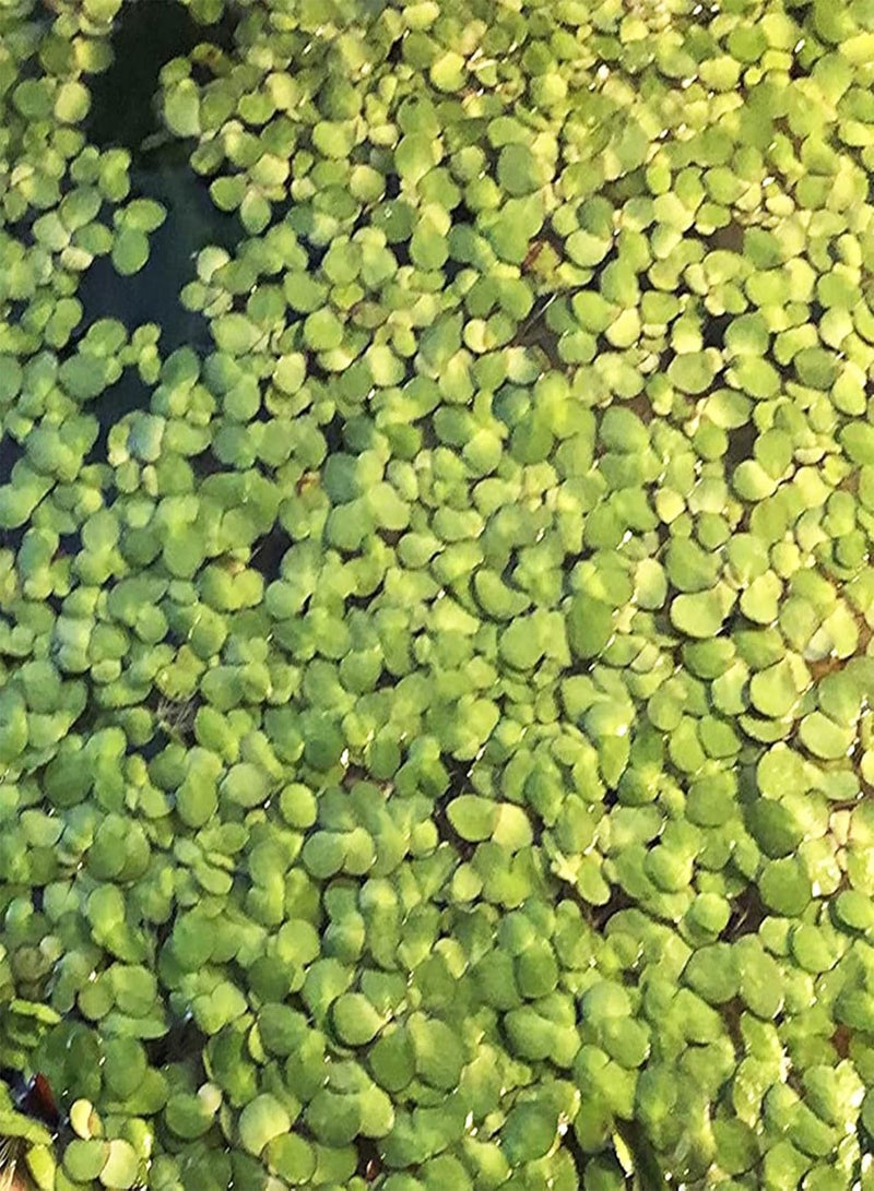 جي جوت بذور 200 قطعة من بذور نبات الطحالب حصاد جيد كاسيات البذور سهلة البقاء في الهواء الطلق بذور عشبة الماء بذور عشبة الماء، خضراء - Image 2