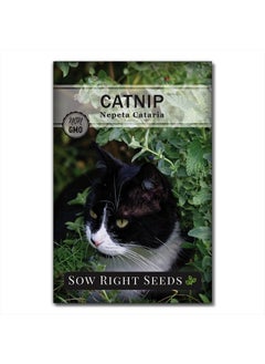 Catnip Seed for Planting - Popular Herb for Happy Cats - Non-GMO Heirloom Packet with Instructions to Plant and Grow - A Gift for The Cat Lover - Perennial Herb Indoors (1)