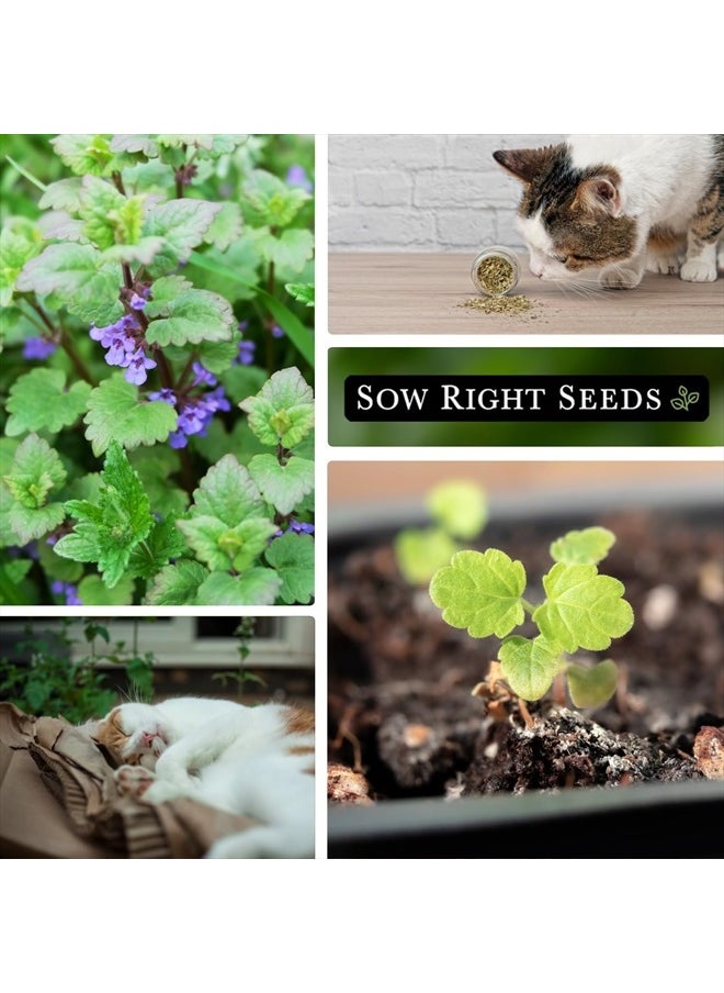 Sow Right Seeds - Catnip Seed for Planting - Popular Herb for Happy Cats - Non-GMO Heirloom Packet with Instructions to Plant and Grow - A Gift for The Cat Lover - Perennial Herb Indoors (1) - Image 1