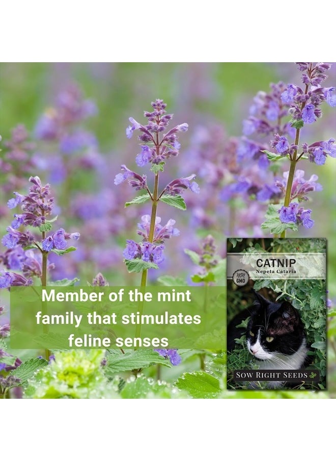 Sow Right Seeds - Catnip Seed for Planting - Popular Herb for Happy Cats - Non-GMO Heirloom Packet with Instructions to Plant and Grow - A Gift for The Cat Lover - Perennial Herb Indoors (1) - Image 1