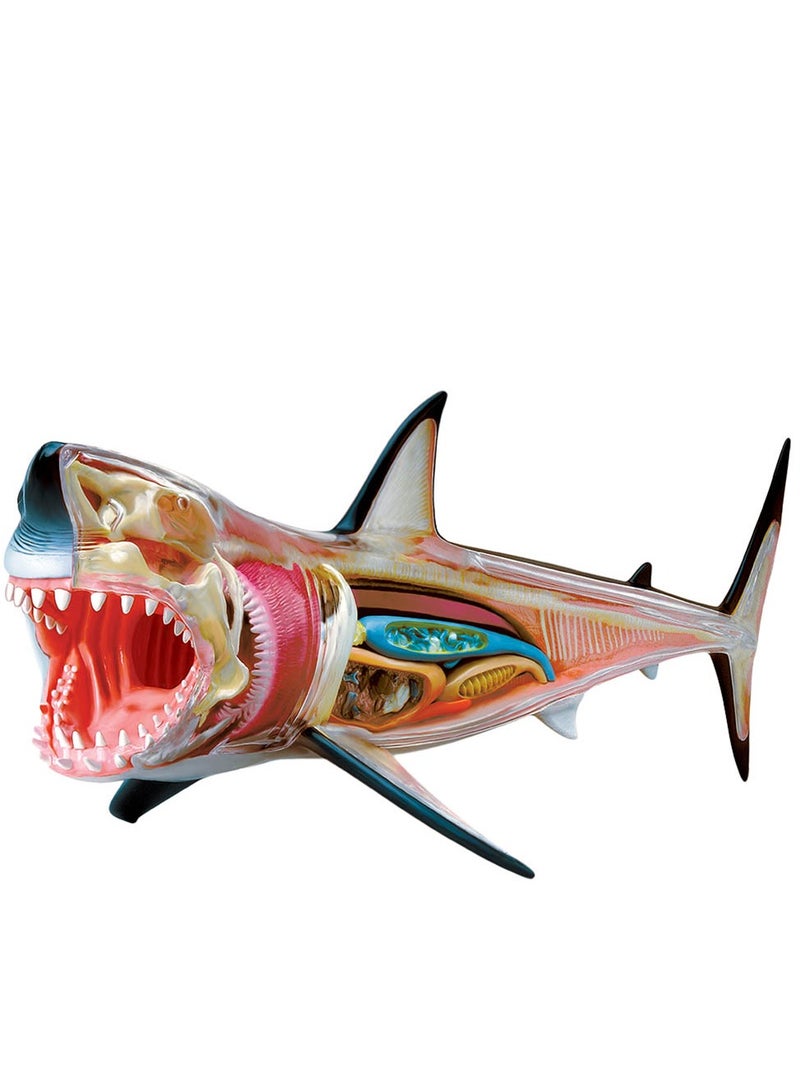 تشابمي تشريح القرش الأبيض الكبير رباعي الأبعاد - Image 2