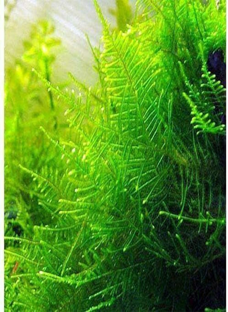 GGOOT 20 g Christmas Moss Carpeting Live Aquatic Plant Shrimp Aquarium Pond - Image 1