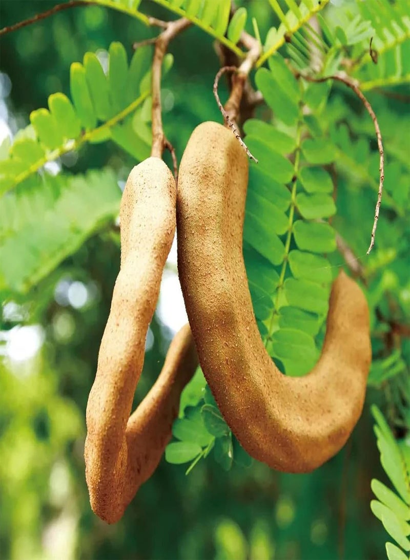 GGOOT 10Pcs/Bag Tamarind Seeds,Premium Sweet Prolific Excellent Producing Fruit Seeds for Home Planting Garden Yard Outdoor 1 Seed - Image 4