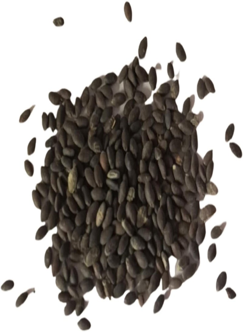 جي جوت 100 قطعة/حقيبة من بذور المريمية سهلة العناية، معمرة، مزهرة جيدًا، بذور زهرة زرقاء للمناظر الطبيعية الخارجية، بذور زهور الفناء الداخلي للفناء - Image 1