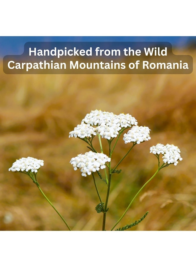 Wild Bliss Organic Wild Yarrow Flower Tea - Caffeine Free Herbal Tea - Pharmacopoeia Potency - 20 Tea Bags - Image 4
