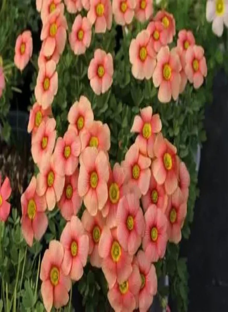 جي جوت 5 قطع من بذور الأكساليس مناسبة لترتيب حدود الزهور وحافة الحديقة، بذور حديقة مثالية للمناظر الطبيعية وتصميم المناظر الطبيعية - Image 2