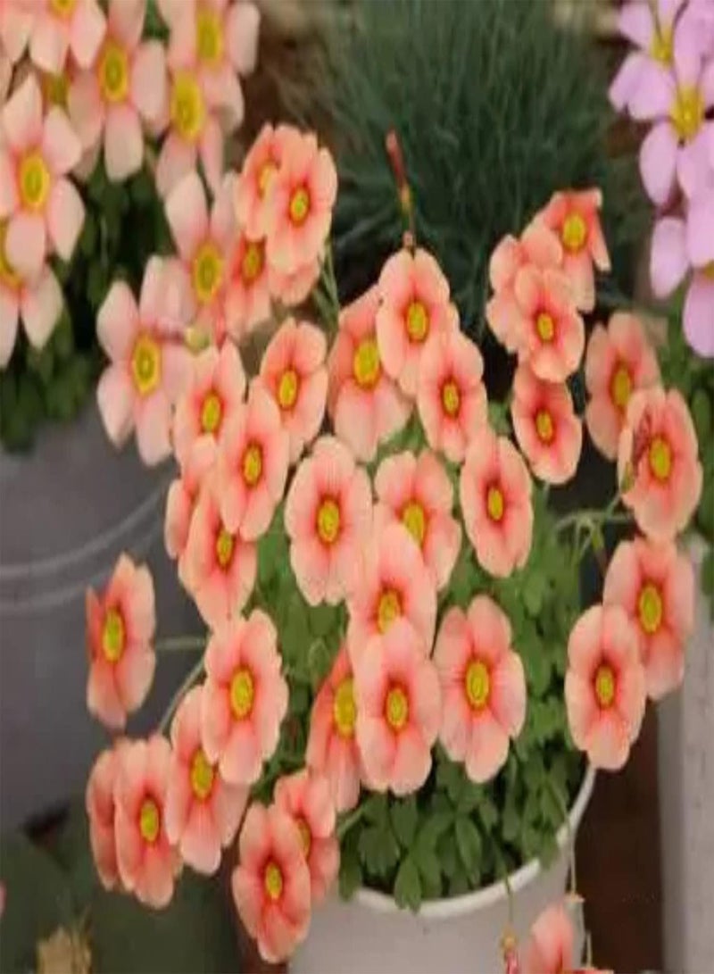 جي جوت 5 قطع من بذور الأكساليس مناسبة لترتيب حدود الزهور وحافة الحديقة، بذور حديقة مثالية للمناظر الطبيعية وتصميم المناظر الطبيعية - Image 1