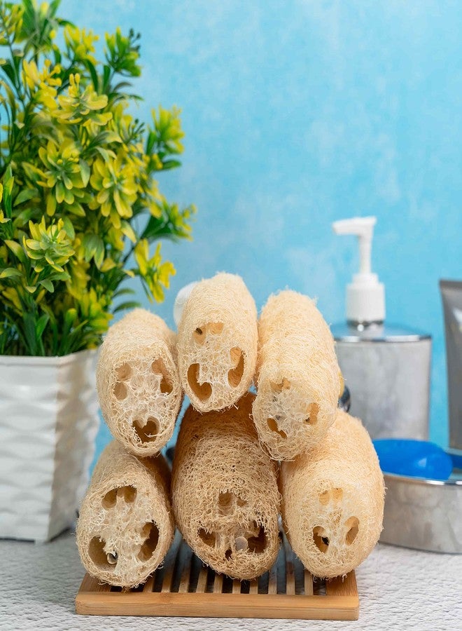 Organic B Sun-Dried Natural Loofah - 6 Pack Vegetable-Fiber Body Exfoliator | Sustainable, Gentle Dead-Skin Scrubber | Eco-Friendly Bath & Body Essential - Image 4