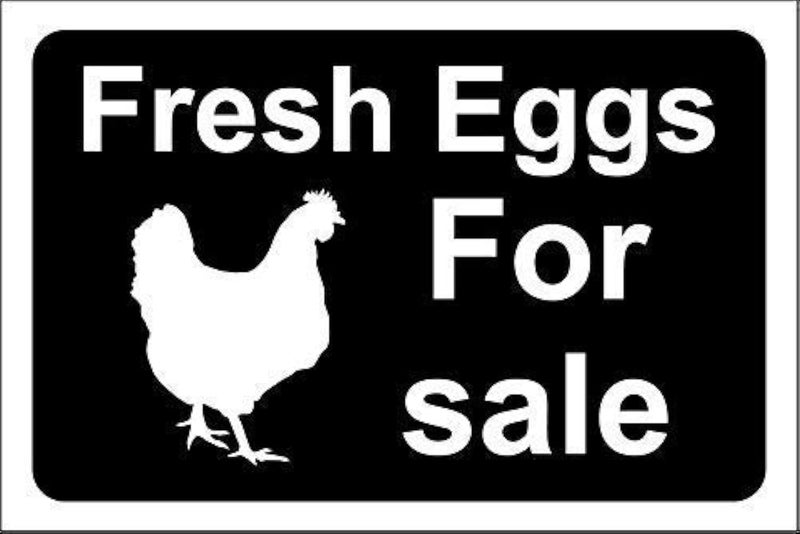 Mvgges New Funny Novelty Metal Sign Aluminum Sign Fresh Eggs for Sale Sign for Outdoor  Indoor 16 x 12