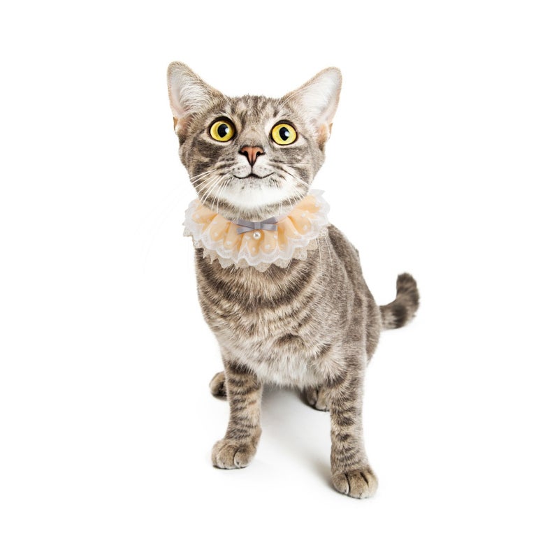 🐾 طوق أنيق ومريح لإكسسوار الحيوانات الأليفة للارتداء اليومي والحفلات - Image 4
