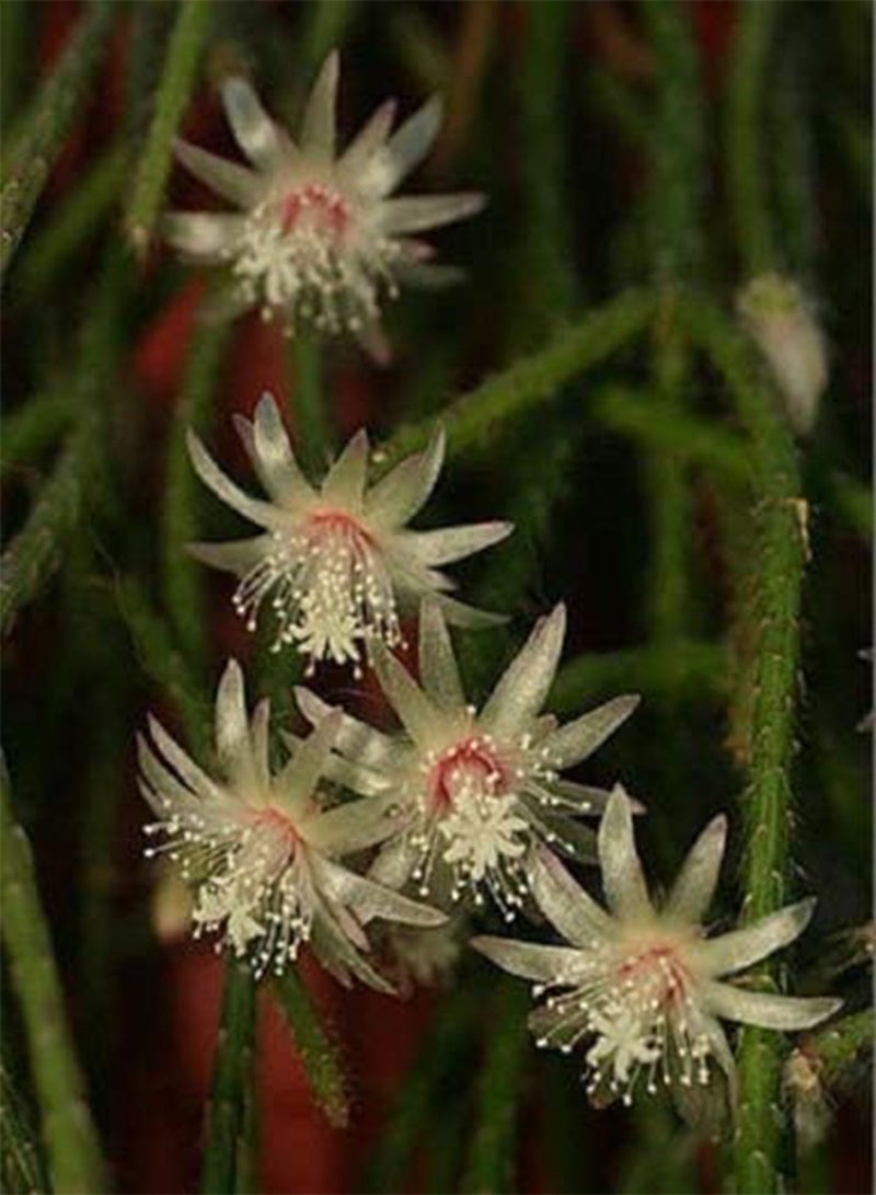 GGOOT Seeds Semi Ronsalis Pilocarpa Rue Epipphyllum Hanging Mause Tail Cactus Aloe Seed 10  - Image 2