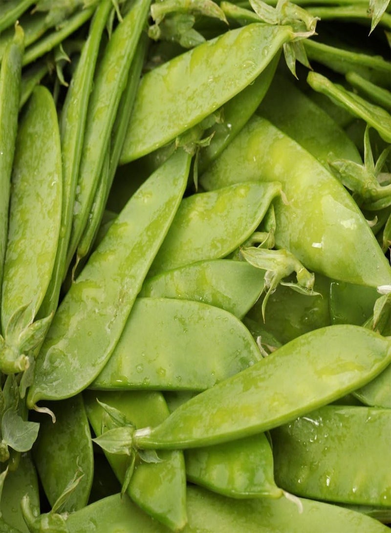 GGOOT seeds   Vegetable seeds, Pea   Oregon Sugar Pod, V PEA 01, 120 seeds Minimum Per Packet. - Image 2