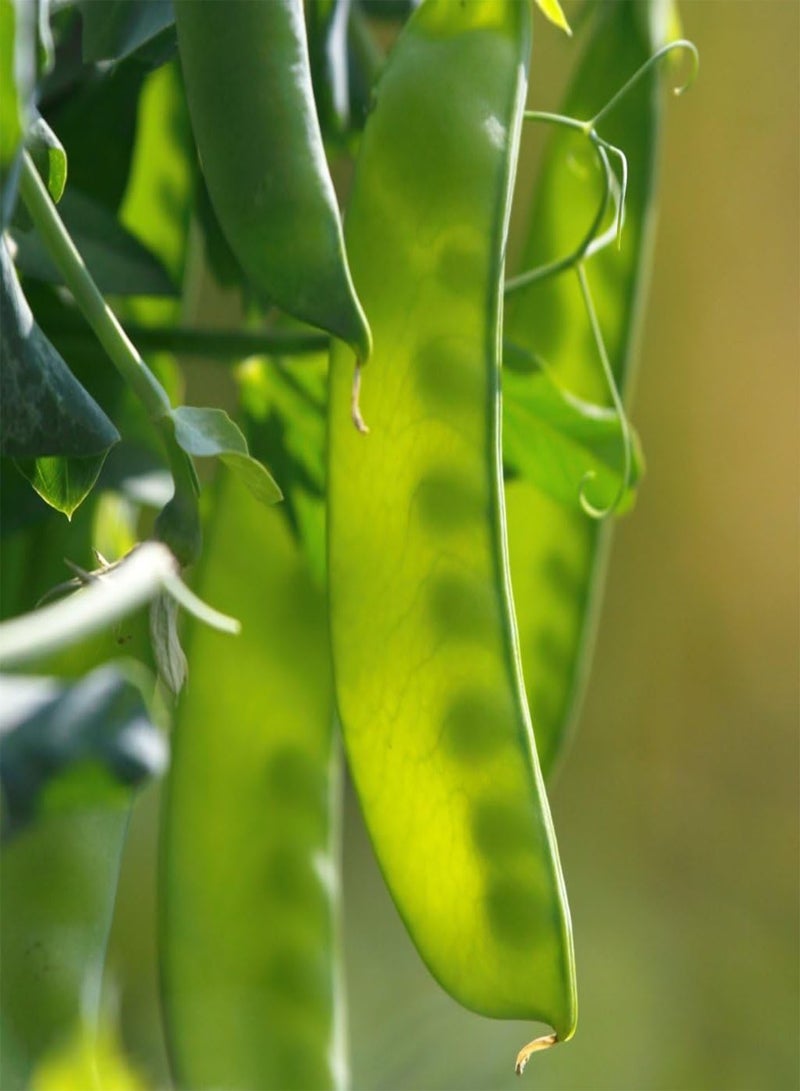 GGOOT seeds   Vegetable seeds, Pea   Oregon Sugar Pod, V PEA 01, 120 seeds Minimum Per Packet. - Image 1