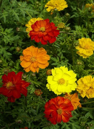 25 Cosmos Carpet Formula Mix Seeds - Yellow, Orange & Red Flowers - 25 Seeds - pzsku/Z78CFF8CF732E68D89271Z/45/_/1740460976/eaaaf6ed-dcc7-4a56-9d33-b88cc26890a5