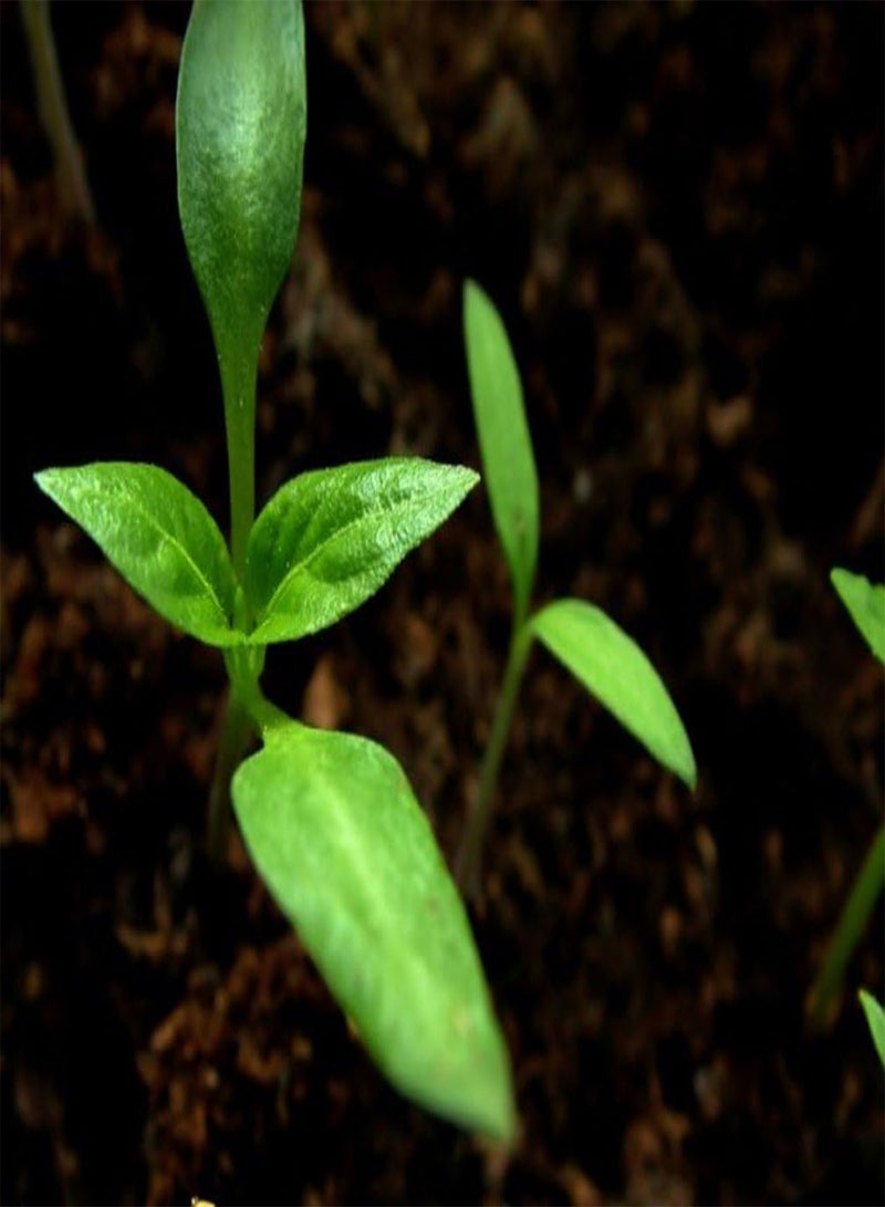 GGOOT Live Plant- Red Jamaican Scotch Bonnet  (1 Plant) Real Scotch Bonnet not Red habanero - Image 2