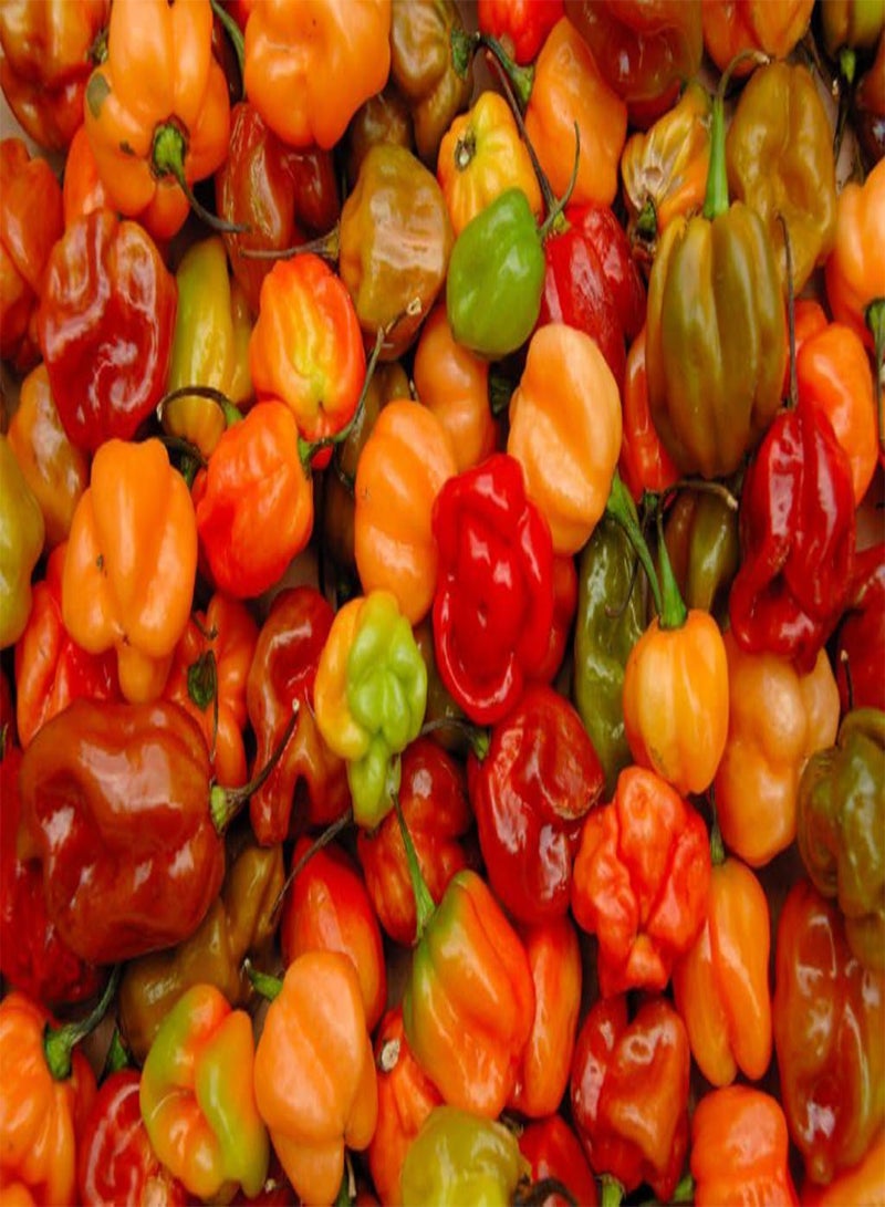 GGOOT Live Plant- Red Jamaican Scotch Bonnet  (1 Plant) Real Scotch Bonnet not Red habanero - Image 1